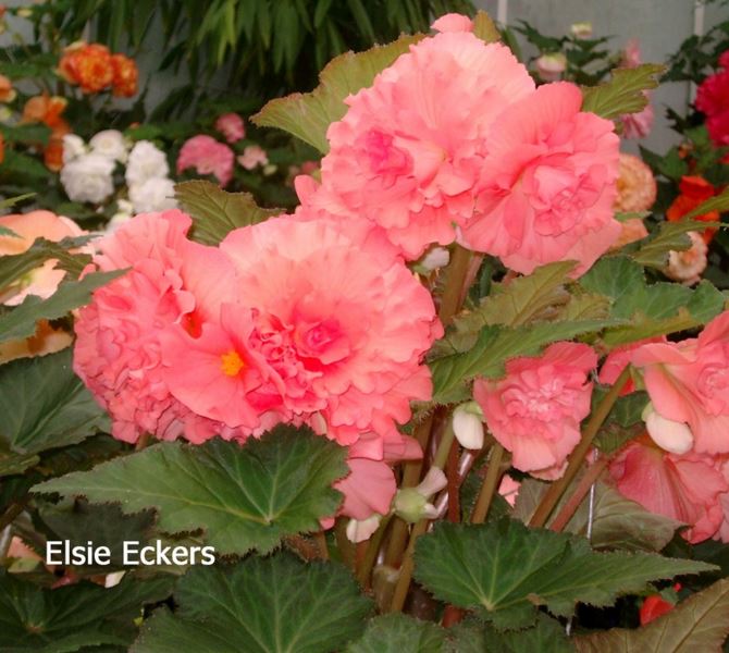 B. ‘Elsie Ekers’